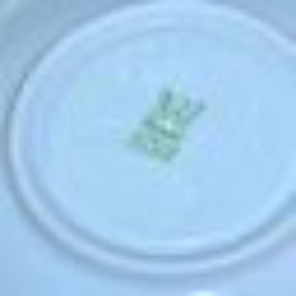 Wawel China • Floral Tea Cup & Saucer Set • Gold Trim • Made In Poland • Rare •‎